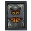 Monarch Butterfly Collection Gold Foil Victorian Danaus Plexippus Pair Framed Taxidermy