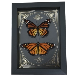 Monarch Butterfly Collection Gold Foil Victorian Danaus Plexippus Pair Framed Taxidermy