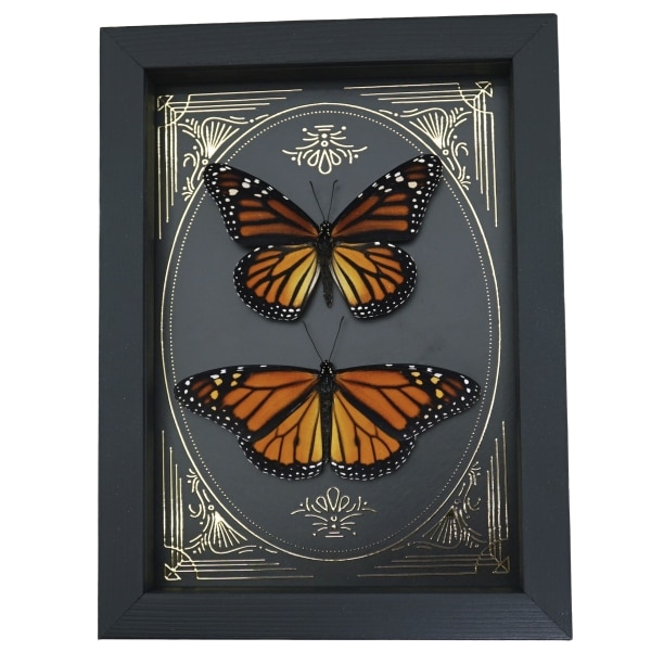 Monarch Butterfly Collection Gold Foil Victorian Danaus Plexippus Pair Framed Taxidermy