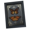 Monarch Butterfly Collection Gold Foil Victorian Danaus Plexippus Pair Framed Taxidermy