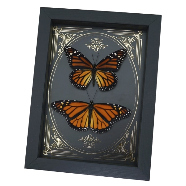 Monarch Butterfly Collection Gold Foil Victorian Danaus Plexippus Pair Framed Taxidermy