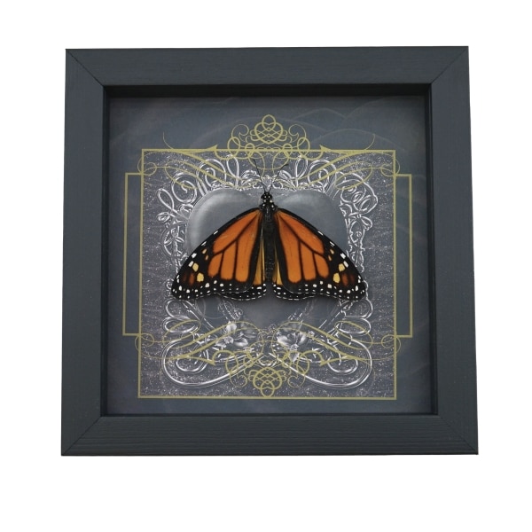 Danaus plexippus Male Resting Monarch Butterfly Gothic Black Heart Framed Taxidermy Display
