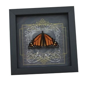 Danaus plexippus Male Resting Monarch Butterfly Gothic Black Heart Framed Taxidermy Display