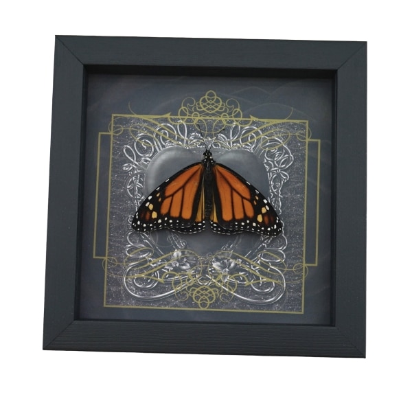 Danaus plexippus Male Resting Monarch Butterfly Gothic Black Heart Framed Taxidermy Display