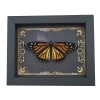 Real Framed Monarch Butterfly Celestial Sky Danaus plexippus Female Resting Taxidermy Display
