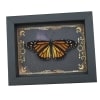 Real Framed Monarch Butterfly Celestial Sky Danaus plexippus Female Resting Taxidermy Display
