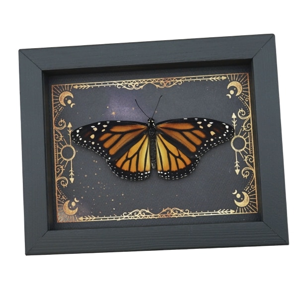 Real Framed Monarch Butterfly Celestial Sky Danaus plexippus Female Resting Taxidermy Display
