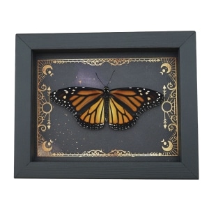 Real Framed Monarch Butterfly Celestial Sky Danaus plexippus Female Resting Taxidermy Display