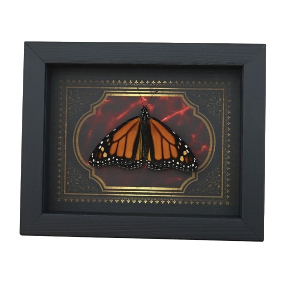 Monarch Butterfly Gothic Red Gold Border Danaus plexippus Male Resting Framed Taxidermy Display
