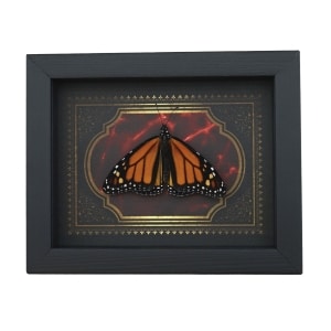 Monarch Butterfly Gothic Red Gold Border Danaus plexippus Male Resting Framed Taxidermy Display