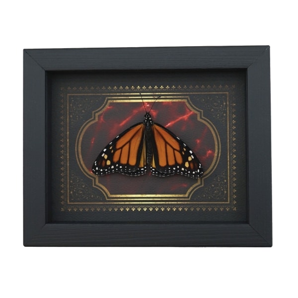 Monarch Butterfly Gothic Red Gold Border Danaus plexippus Male Resting Framed Taxidermy Display