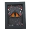 Real Monarch Butterfly Gothic Black Roses Danaus plexippus Male Resting Framed Taxidermy Display