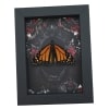 Real Monarch Butterfly Gothic Black Roses Danaus plexippus Male Resting Framed Taxidermy Display