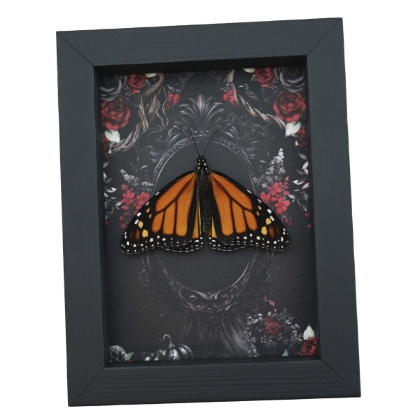 Real Monarch Butterfly Gothic Black Roses Danaus plexippus Male Resting Framed Taxidermy Display