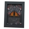 Real Monarch Butterfly Gothic Black Roses Danaus plexippus Male Resting Framed Taxidermy Display