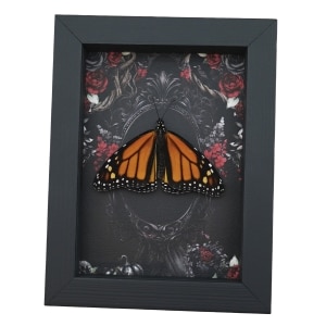Real Monarch Butterfly Gothic Black Roses Danaus plexippus Male Resting Framed Taxidermy Display