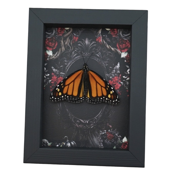 Real Monarch Butterfly Gothic Black Roses Danaus plexippus Male Resting Framed Taxidermy Display