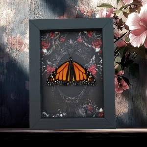 Real Monarch Butterfly Gothic Black Roses Danaus plexippus Male Resting Framed Taxidermy Display