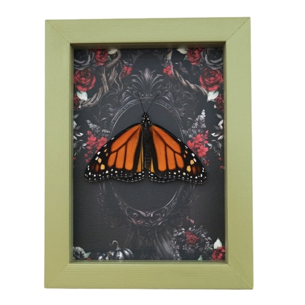 Real Monarch Butterfly Gothic Black Roses Danaus plexippus Male Resting Framed Taxidermy Sage Green Display