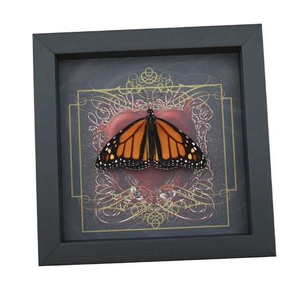 Danaus plexippus Male Resting Monarch Butterfly Gothic Red Heart Framed Taxidermy Display