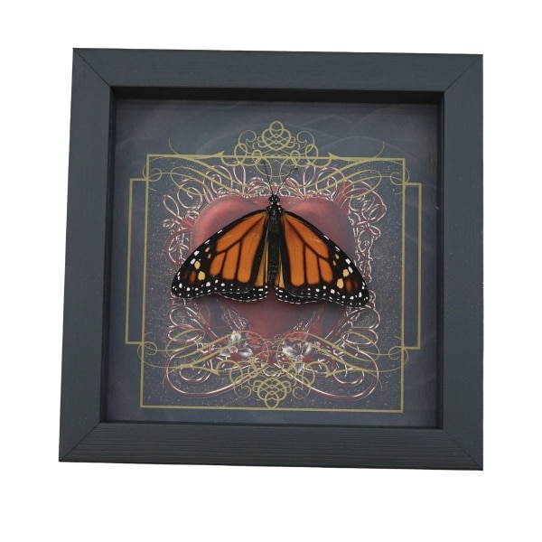 Danaus plexippus Male Resting Monarch Butterfly Gothic Red Heart Framed Taxidermy Display