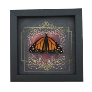 Danaus plexippus Male Resting Monarch Butterfly Gothic Red Heart Framed Taxidermy Display