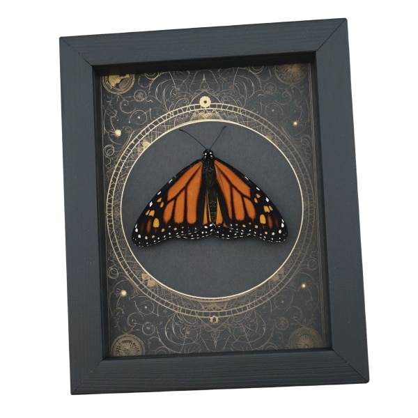 Real Framed Monarch Butterfly Steampunk Danaus plexippus Resting Taxidermy Display