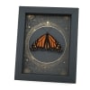 Real Framed Monarch Butterfly Steampunk Danaus plexippus Resting Taxidermy Display