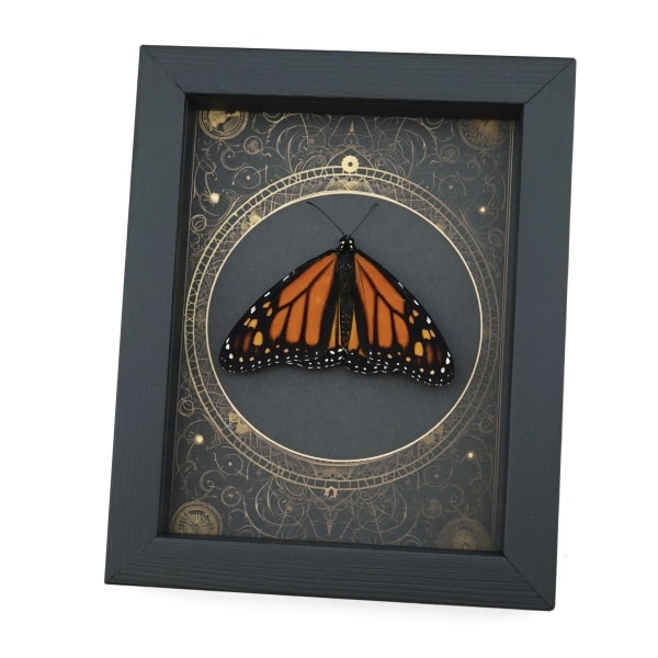 Real Framed Monarch Butterfly Steampunk Danaus plexippus Resting Taxidermy Display