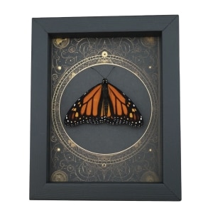 Real Framed Monarch Butterfly Steampunk Danaus plexippus Resting Taxidermy Display