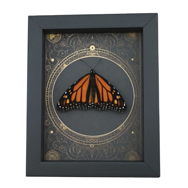 Real Framed Monarch Butterfly Steampunk Danaus plexippus Resting Taxidermy Display