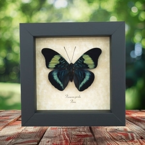 Panacea prola Prola Beauty Butterfly Framed Taxidermy Display