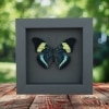 Prola Beauty Blue Butterfly Panacea prola Framed Taxidermy Moonlight Display