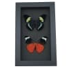 Panacea prola Pair Red Flasher Butterflies Framed Taxidermy Moonlight Display