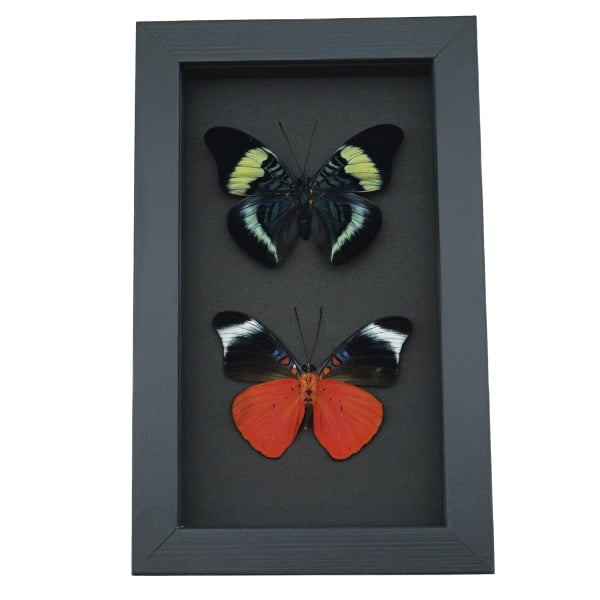 Panacea prola Pair Red Flasher Butterflies Framed Taxidermy Moonlight Display
