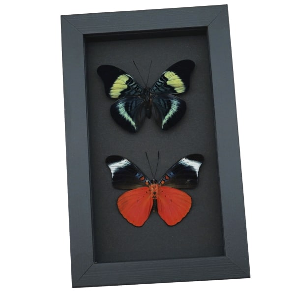 Panacea prola Pair Red Flasher Butterflies Framed Taxidermy Moonlight Display