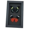 Panacea prola Pair Red Flasher Butterflies Framed Taxidermy Moonlight Display