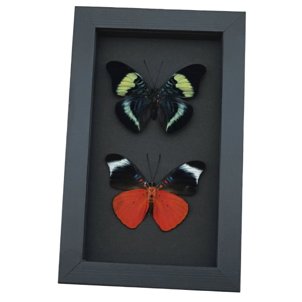 Panacea prola Pair Red Flasher Butterflies Framed Taxidermy Moonlight Display
