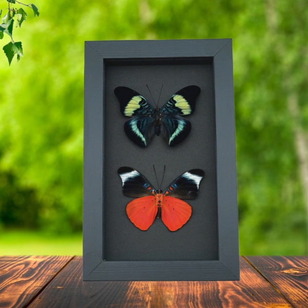 Panacea prola Pair Red Flasher Butterflies Framed Taxidermy Moonlight Display Panacea prola Pair Red Flasher Butterflies Framed Taxidermy Moonlight Display