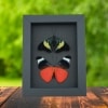 Red Flasher Butterflies Panacea prola Pair Resting Framed Taxidermy Moonlight Display