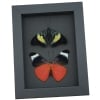 Red Flasher Butterflies Panacea prola Pair Resting Framed Taxidermy Moonlight Display