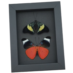 Red Flasher Butterflies Panacea prola Pair Resting Framed Taxidermy Moonlight Display