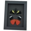 Red Flasher Butterflies Panacea prola Pair Resting Framed Taxidermy Moonlight Display