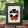 Red Flasher Butterflies Panacea prola Pair Resting Framed Taxidermy Display