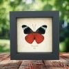 Panacea prola Verso Red Flasher Butterfly Framed Taxidermy Display