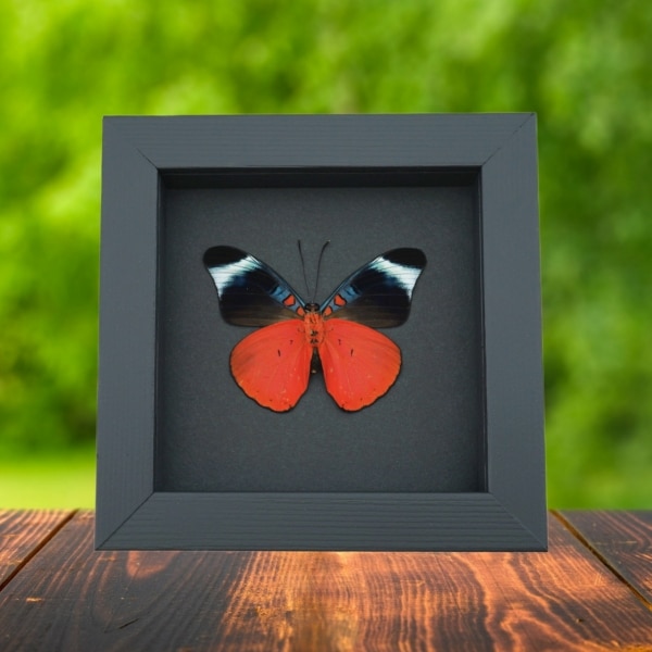 Red Flasher Butterfly Panacea prola Verso Framed Taxidermy Moonlight Display