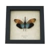 Pyrops pyrorhyncha Blue Lanternfly Framed Insect Taxidermy Display