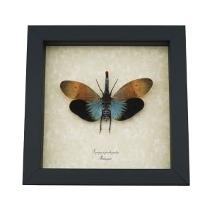 Pyrops pyrorhyncha Blue Lanternfly Framed Insect Taxidermy Display