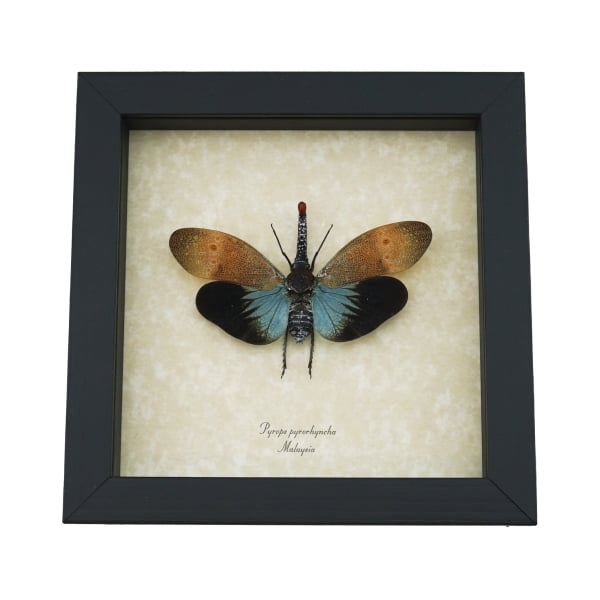 Pyrops pyrorhyncha Blue Lanternfly Framed Insect Taxidermy Display