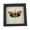 Pyrops pyrorhyncha Blue Lanternfly Framed Insect Taxidermy Display